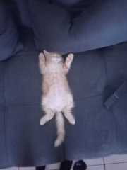 IMG-20220713-WA0003