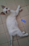 Loki1