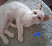 Loki2