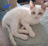 Loki3