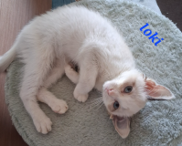 Loki4