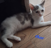 Thor1