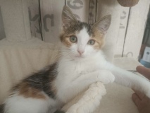 Chupa