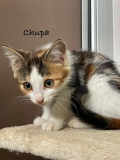 Chupa1