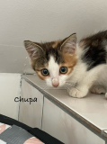 Chupa2