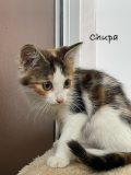 Chupa3