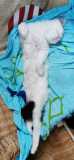 IMG-20200731-WA0003