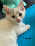 Minus