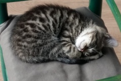 nemo