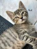 Kal1