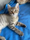 Kal2