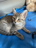 Kal3