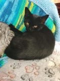 Selina