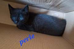 Perle2