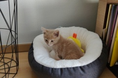 SAM