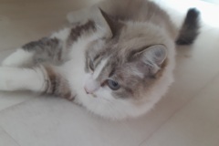 Poupoune-1