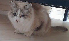 poupoune-2