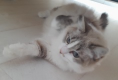 poupoune-4