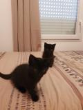 chat_2