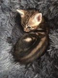 Ravene_dans_coussin_gros_plan__-__IMG_6685