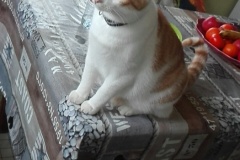 romeo