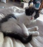 Rosie