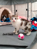 Jack2