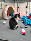 Shadow