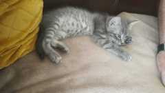 IMG-20210720-WA0007
