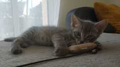 IMG-20210721-WA0010