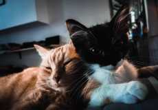 IMG-20220819-WA0004