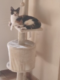 sesame1