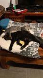 lucky-et-shadow-5