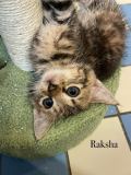 Raksha1
