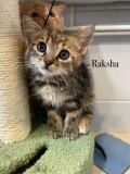 Raksha2
