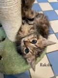 Raksha3