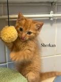 Sherkan2