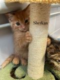 Sherkan3