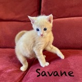 Savane1