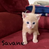Savane2