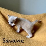 Savane3