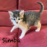 Simba1