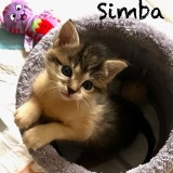 Simba2