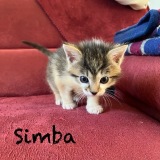 Simba3