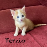 Terzio1