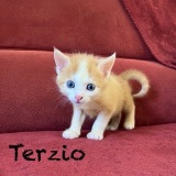 Terzio2