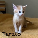 Terzo3