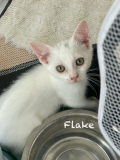 Flake