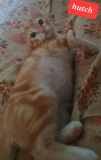 Hutch