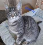 Steevy1